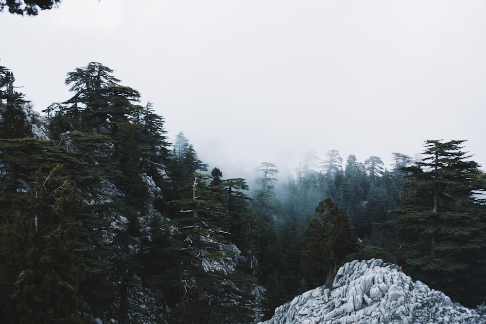 a mountain covered in snow surrounded by trees