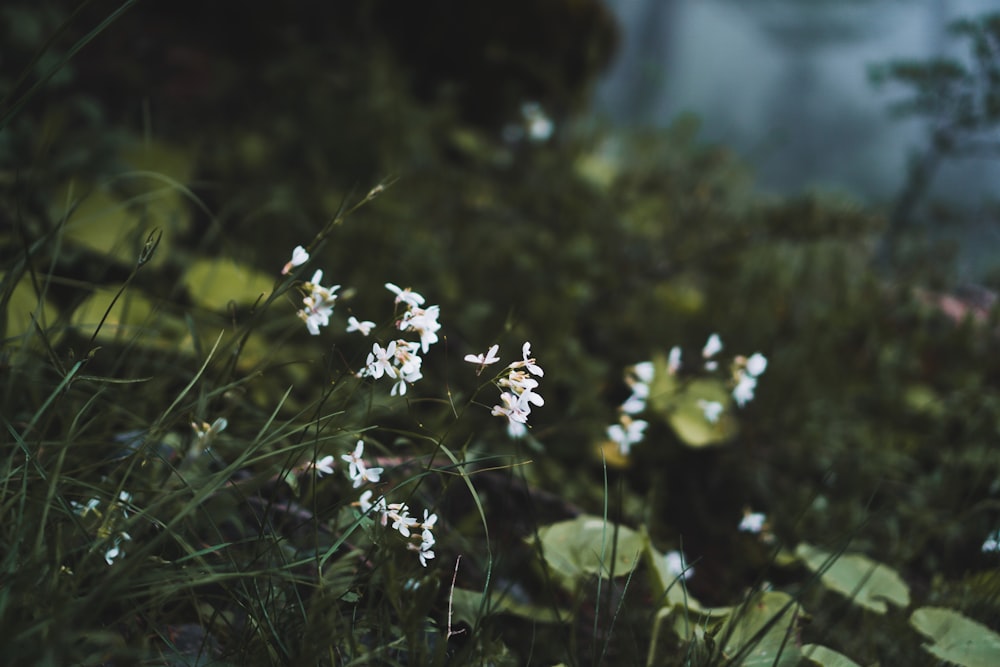 a bunch of flowers that are in the grass