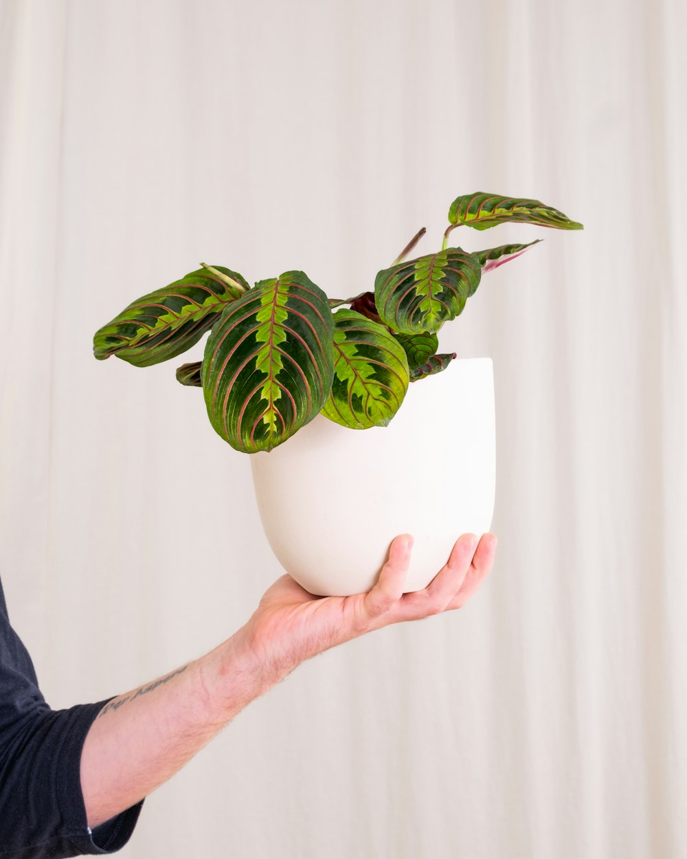 a person holding a potted plant in their hand