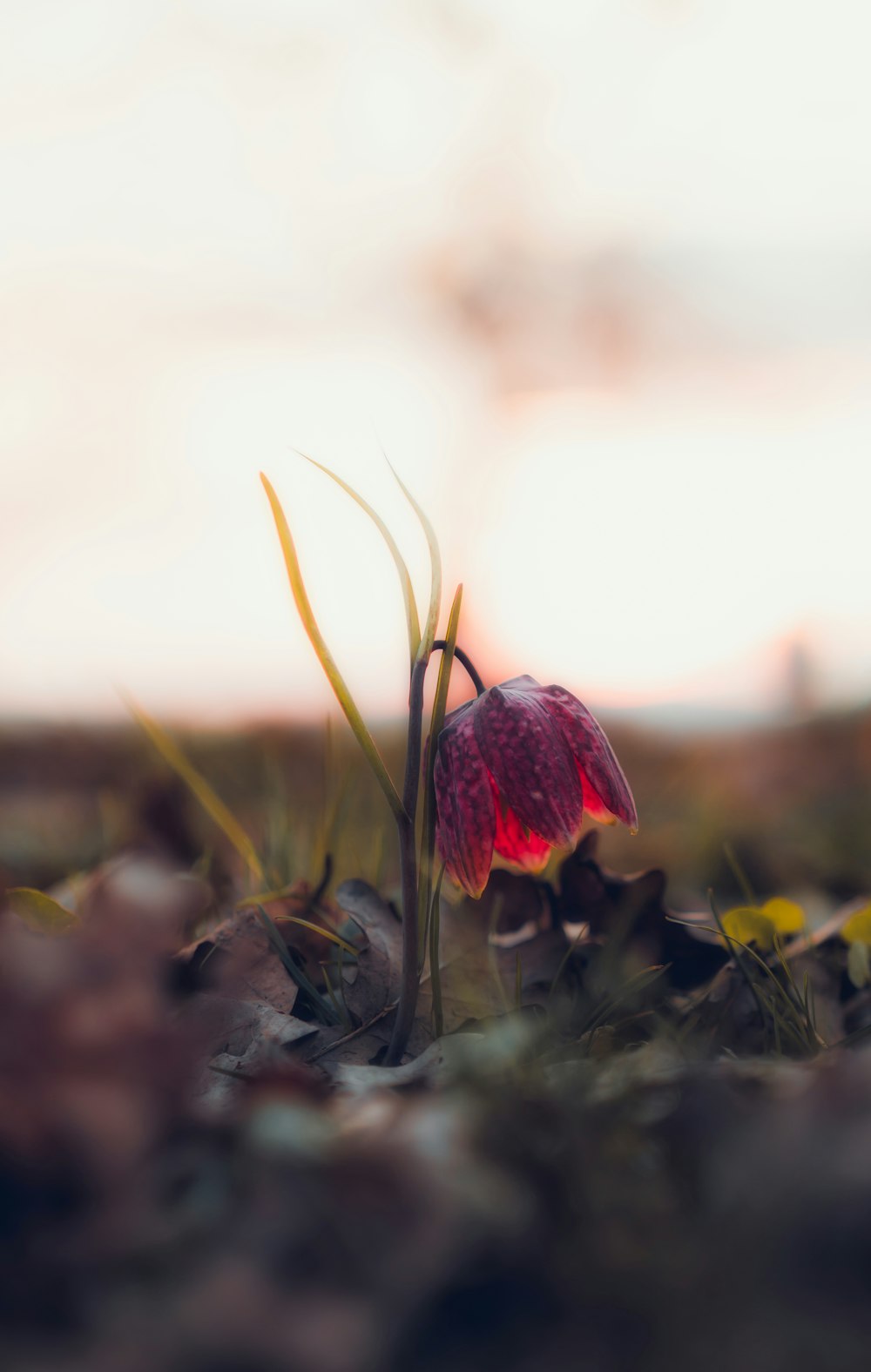 a small red flower sitting on top of a lush green field