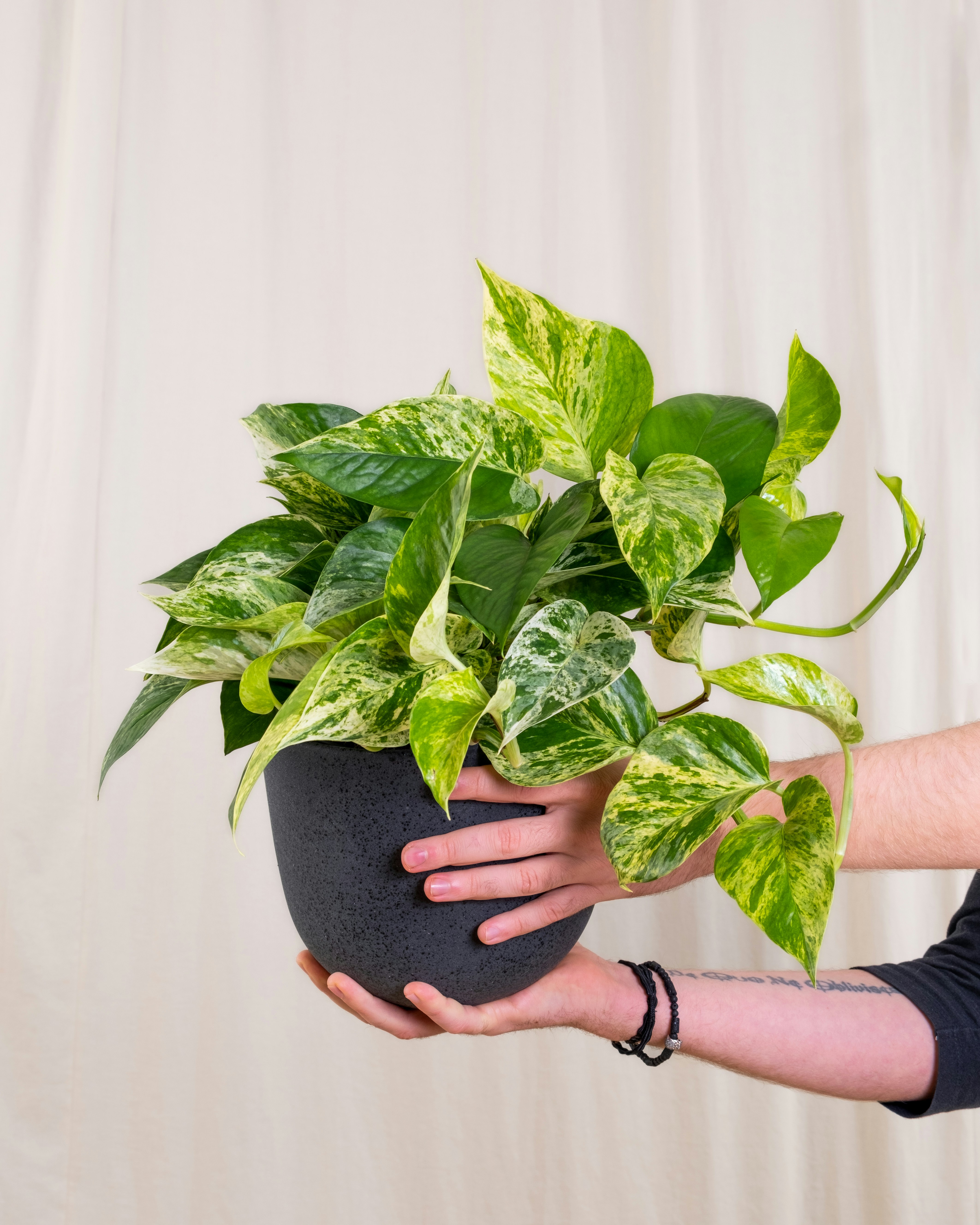 Photo by feeypflanzen