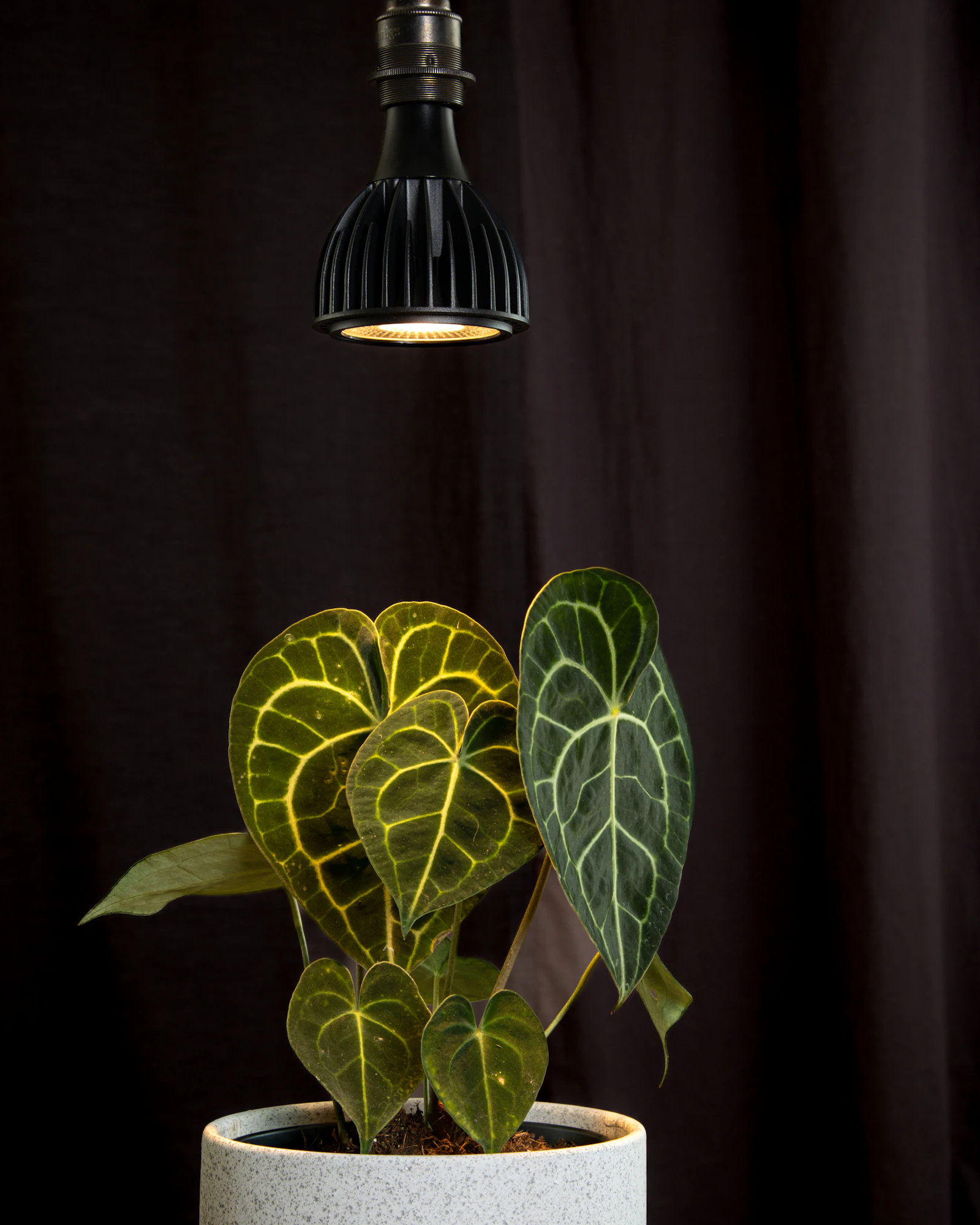 Potted houseplant sitting under a dedicated grow light — the supplementary lighting most Nordic apartments need in winter