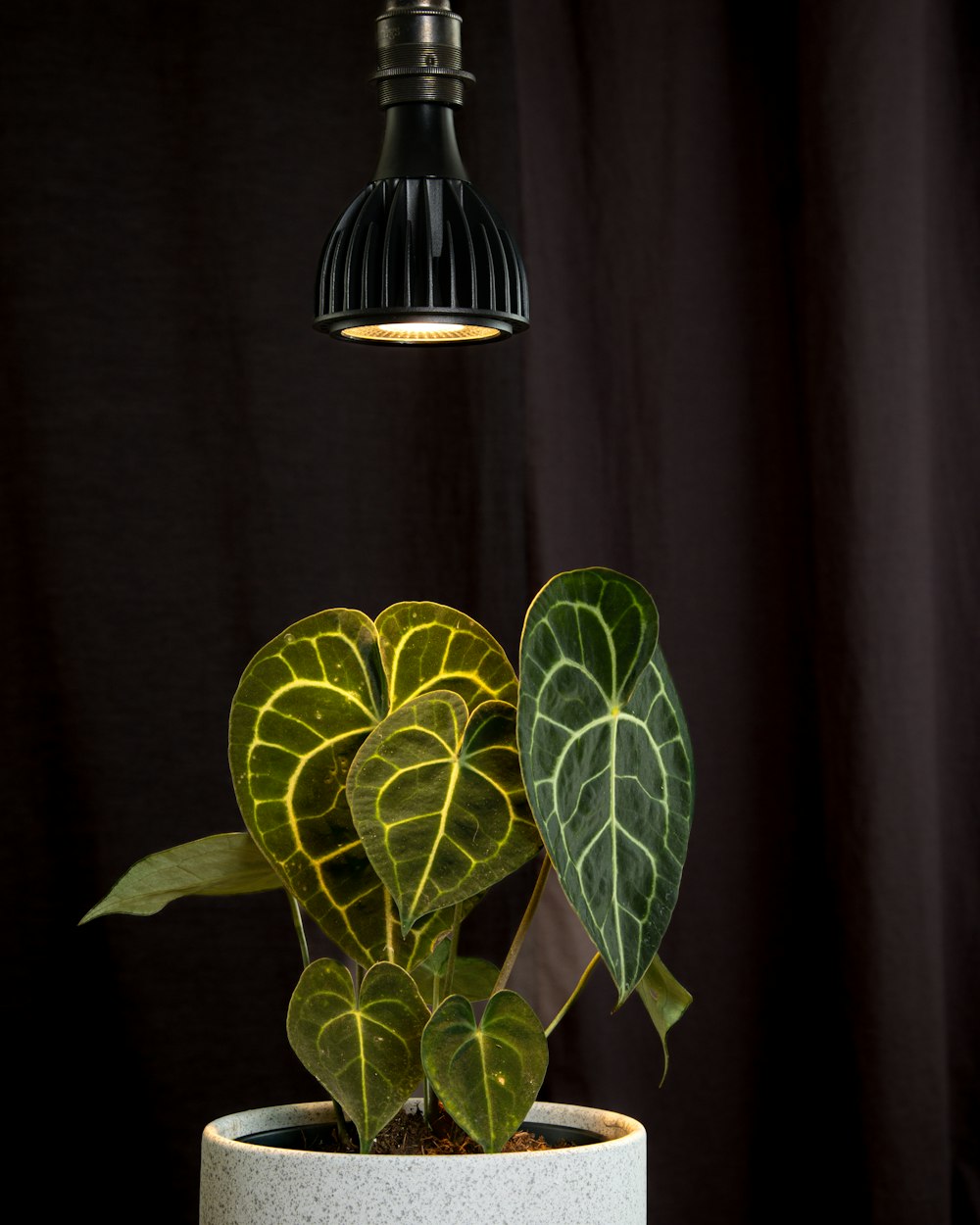 a potted plant with a light hanging above it