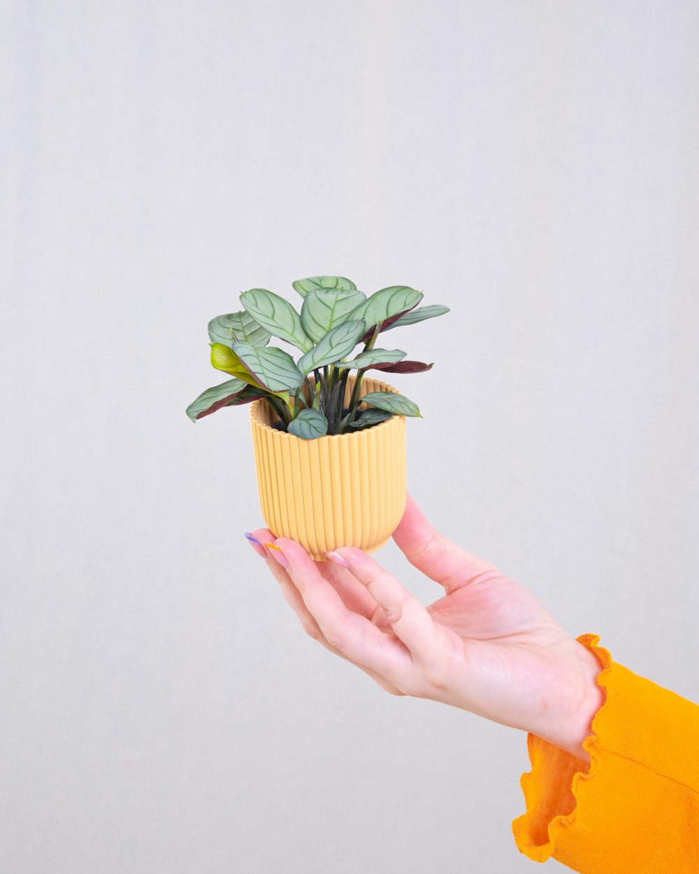 una persona sosteniendo una planta en una maceta amarilla