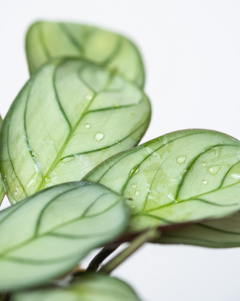 a green plant with water droplets on it