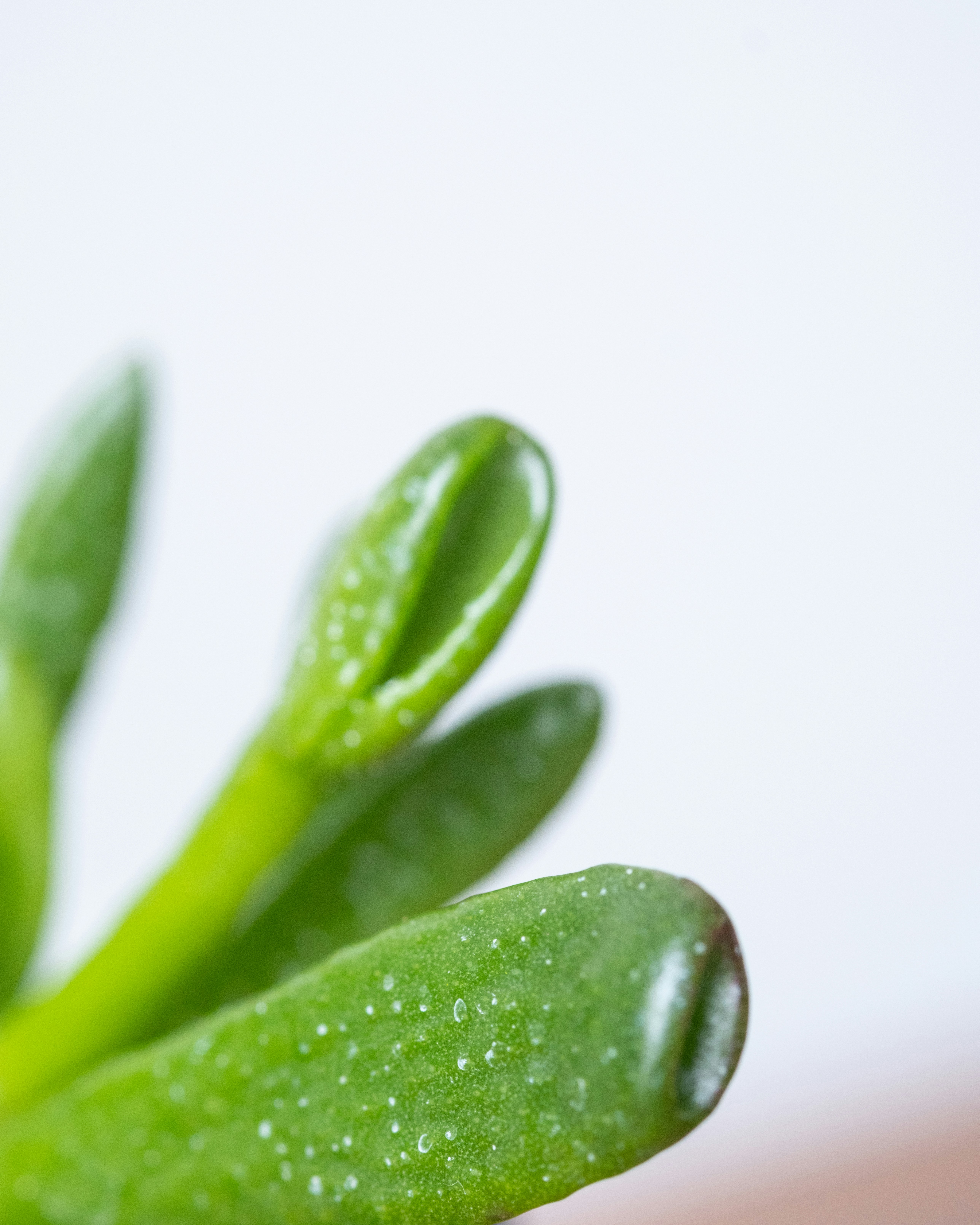 Photo by feeypflanzen