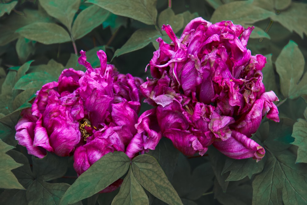 two purple flowers with green leaves in the background