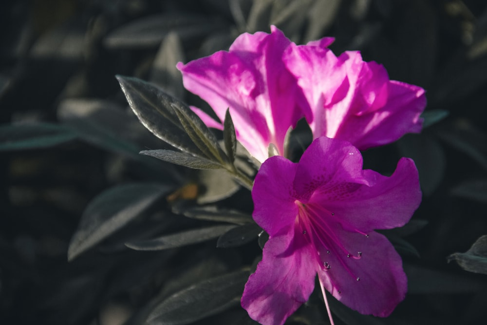 a purple flower with green leaves in the background