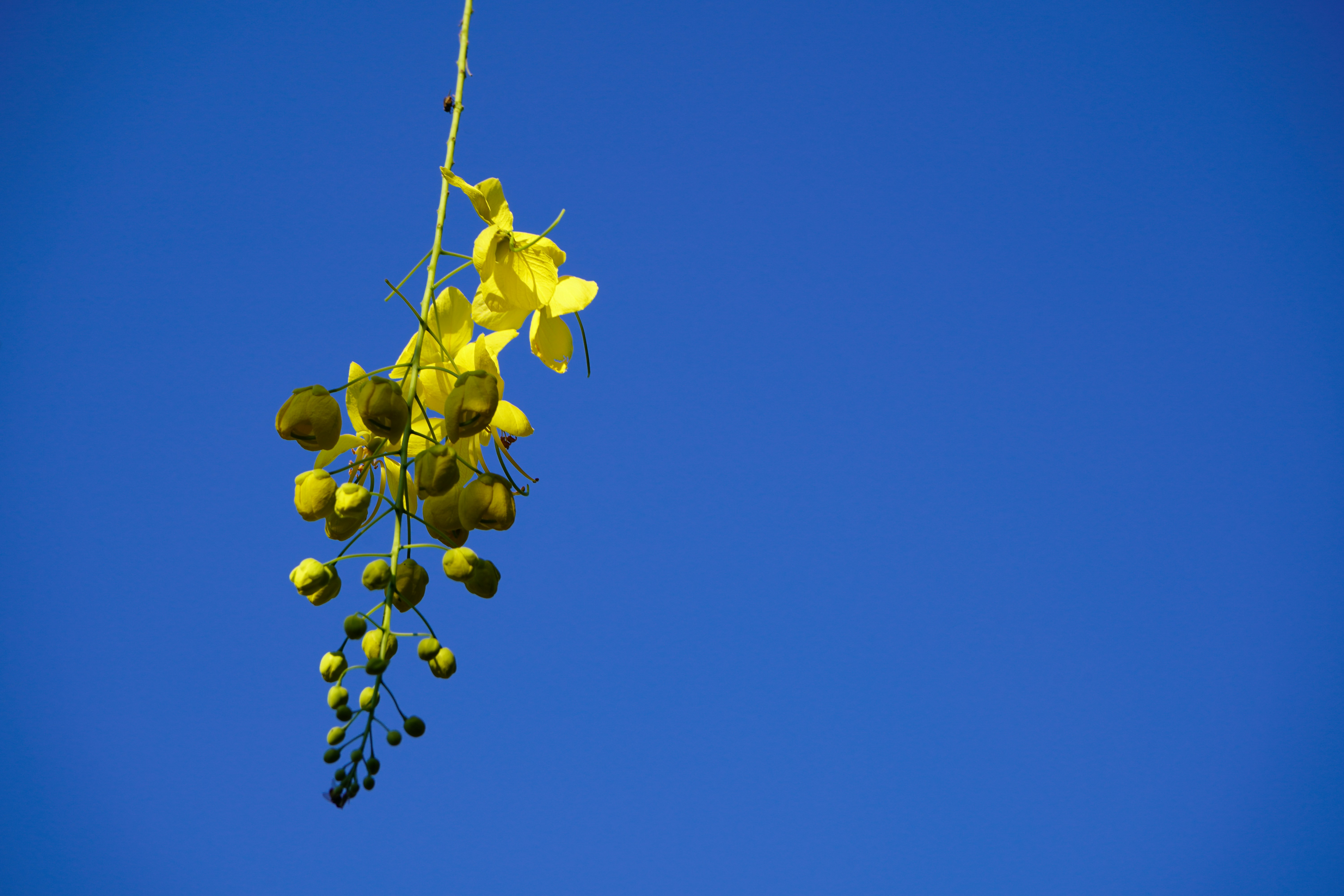 A bunch of yellow flowers hanging from a tree photo Free Golden