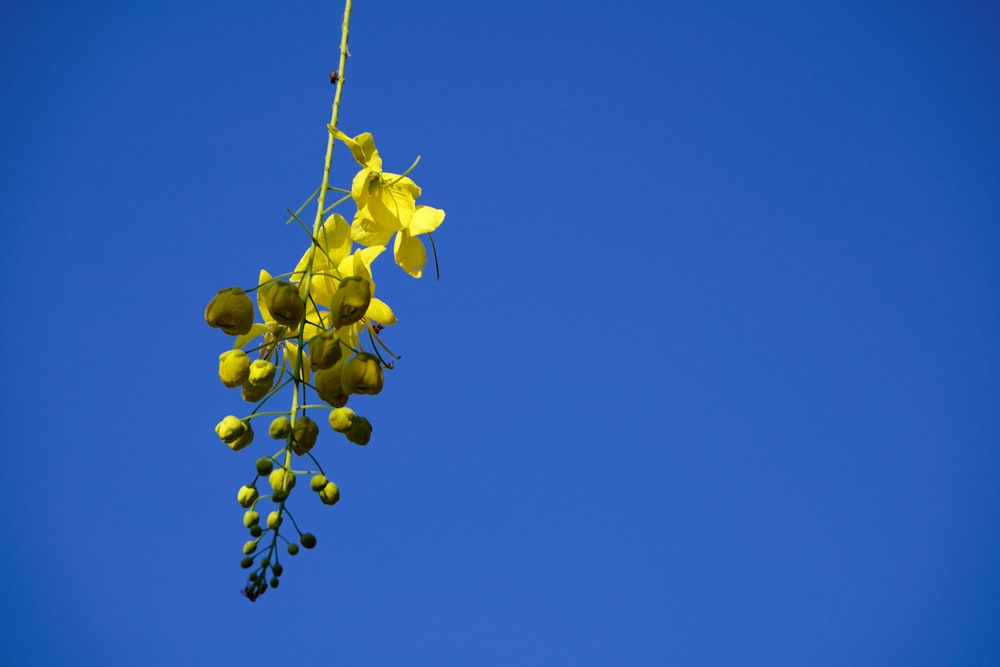 a bunch of yellow flowers hanging from a tree