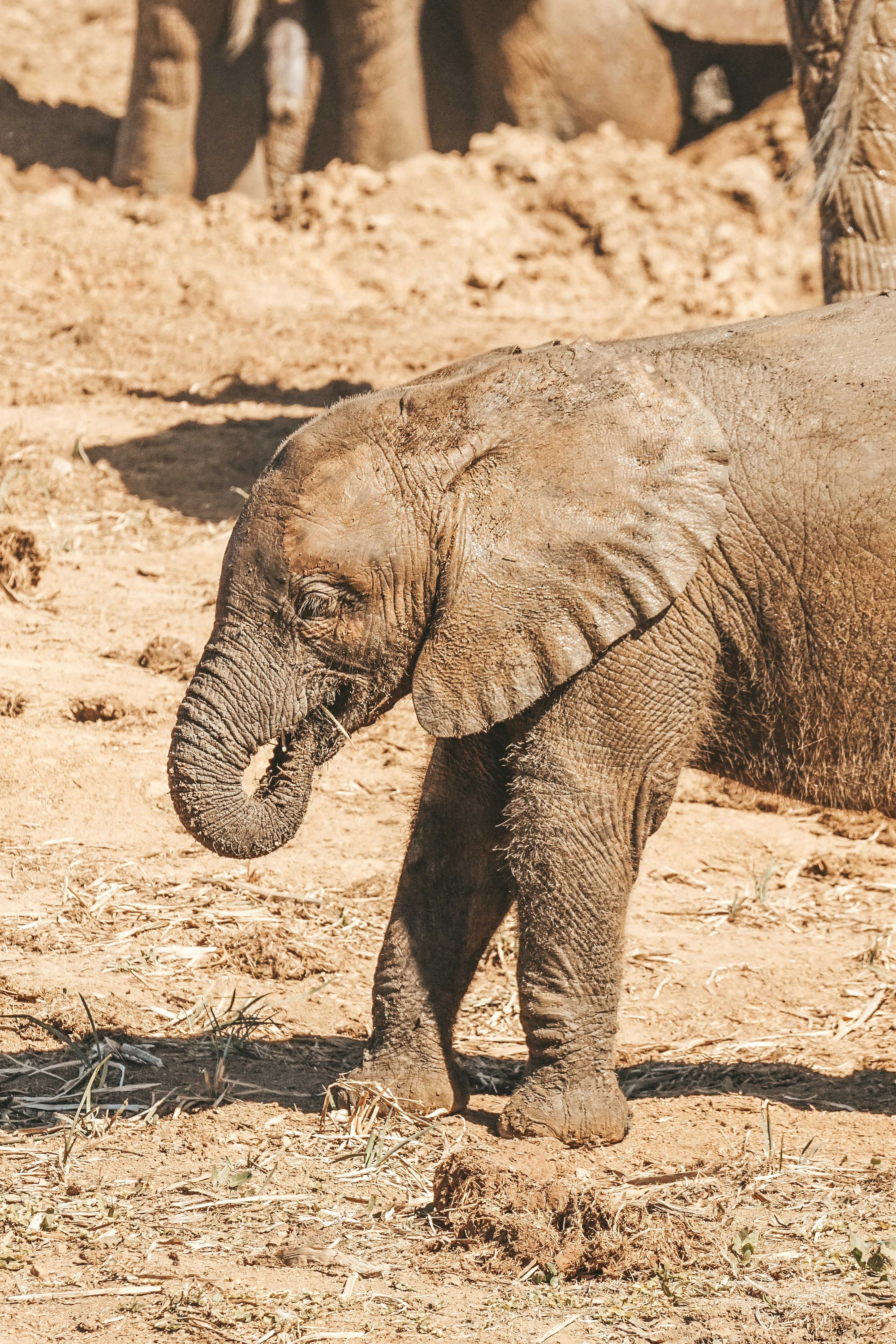 Game Drive Strategies and Best Viewing Times