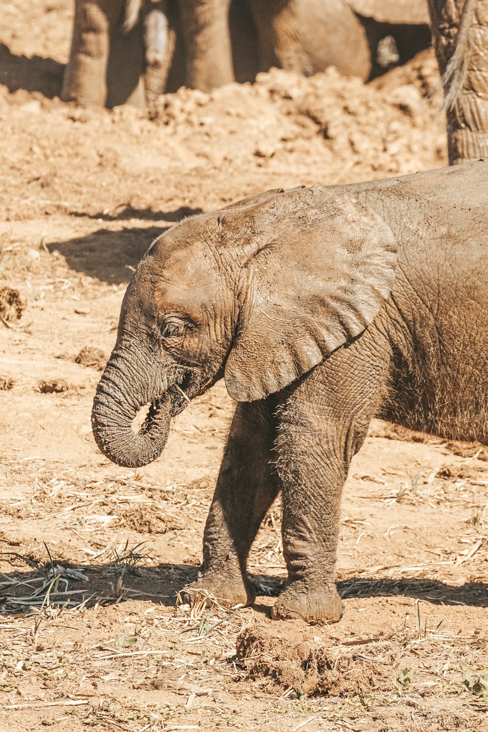 Un elefante bebé de pie junto a un elefante adulto