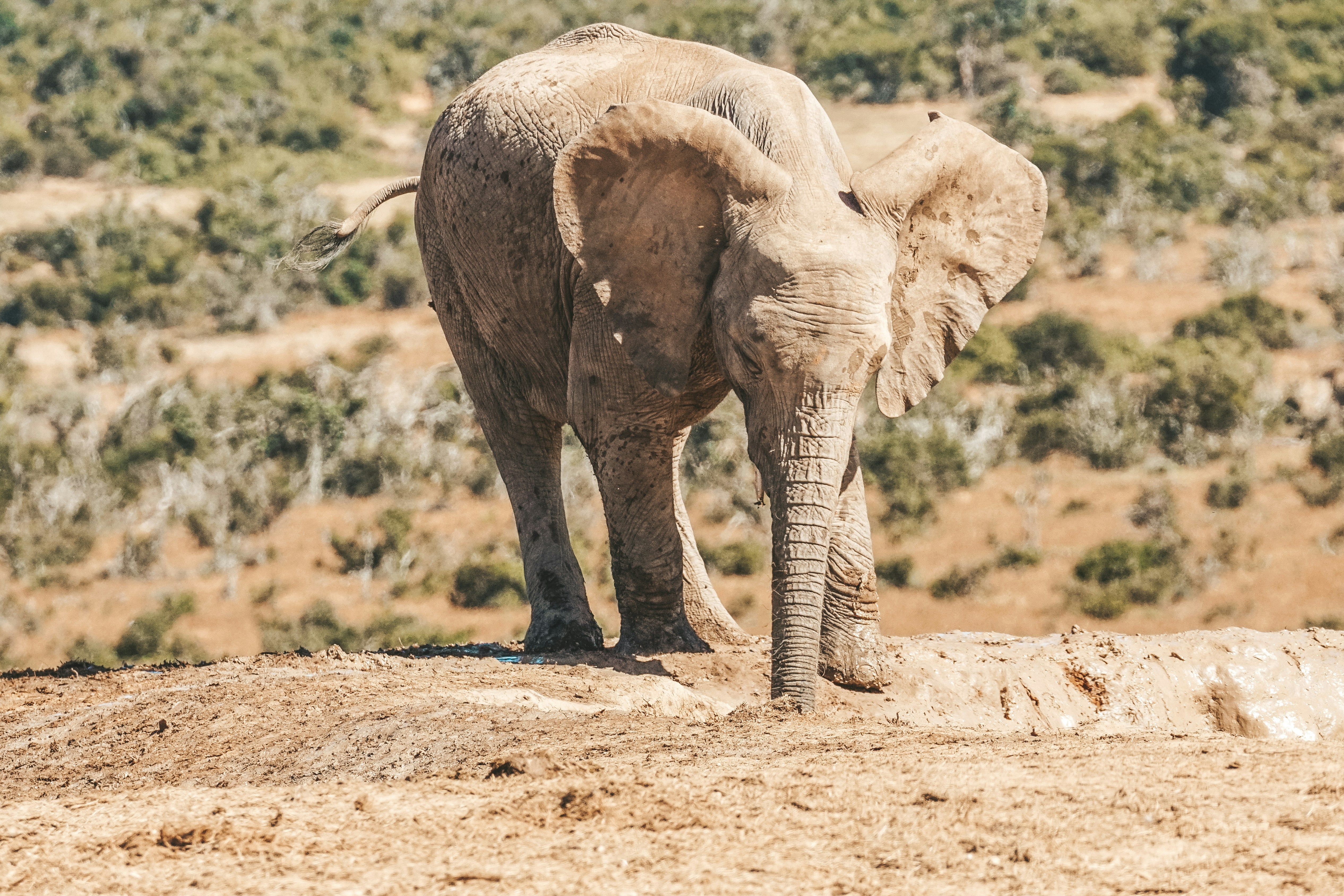 Addo Elephant National Park, a top tourist attraction in Near Gqeberha, South Africa