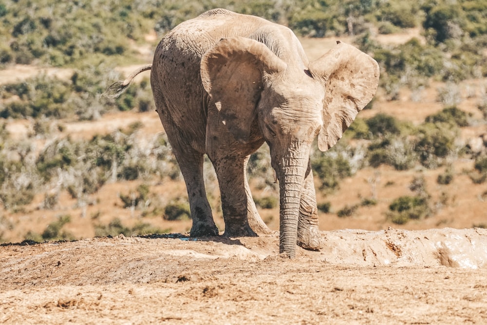 an elephant standing on top of a dirt hill