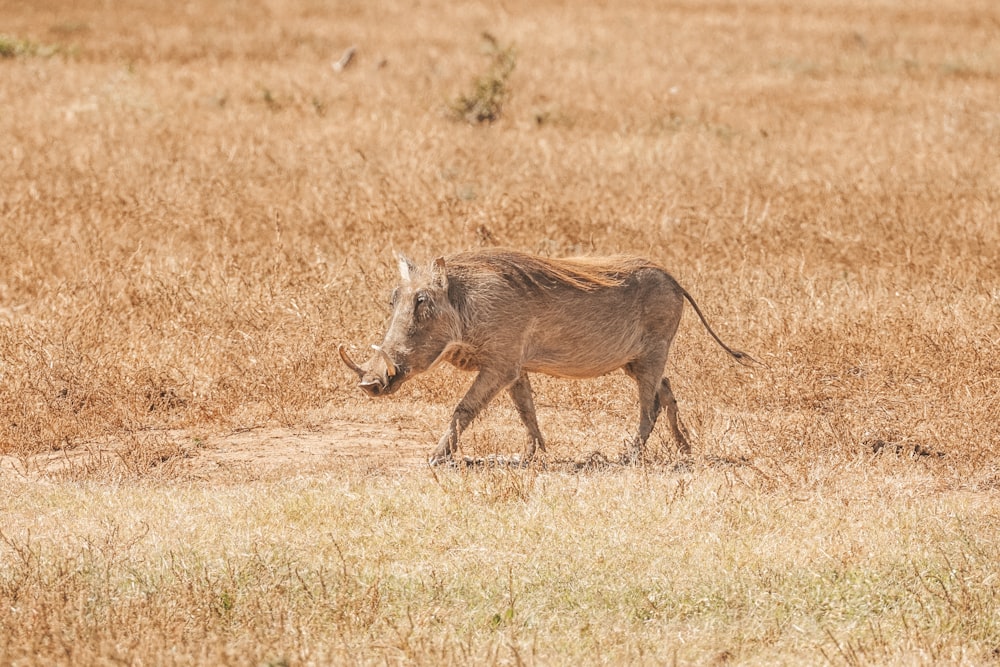 a small brown animal walking across a dry grass field