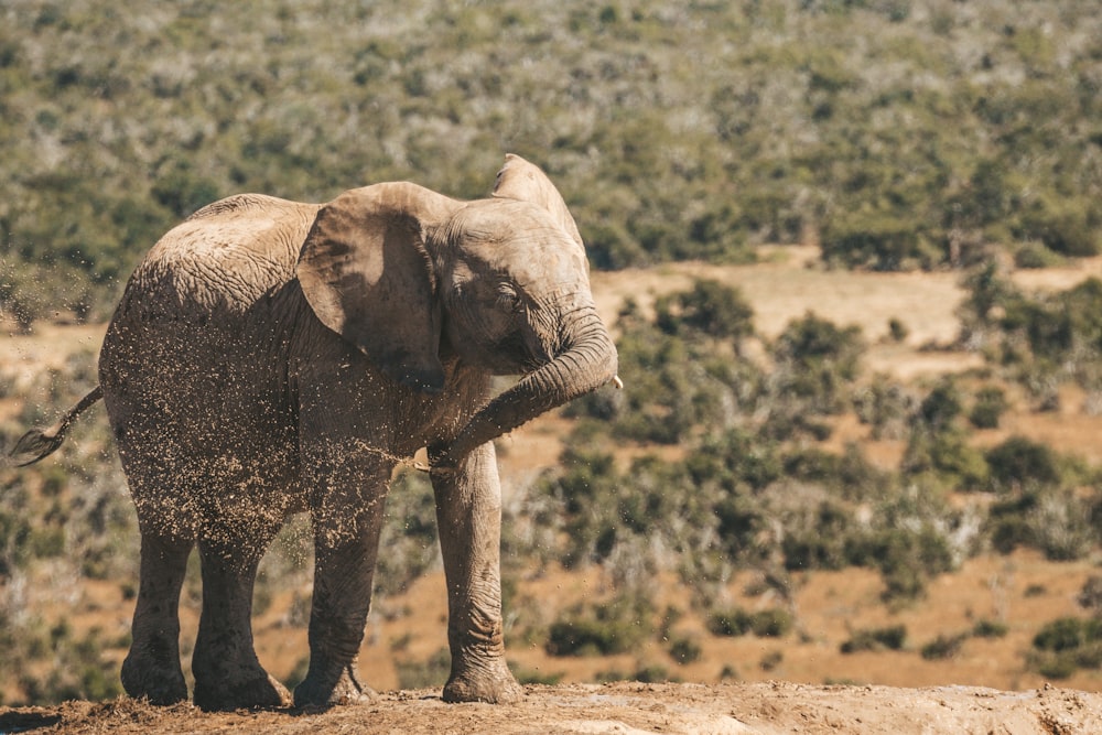 an elephant standing on top of a dirt hill