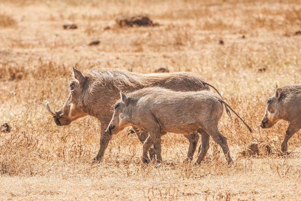 um rebanho de animais selvagens caminhando por um campo de grama seca