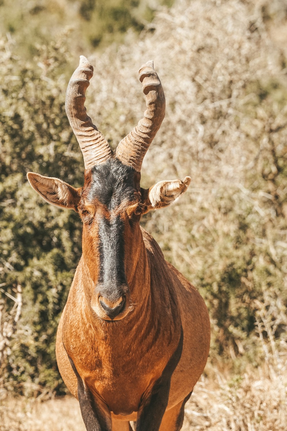 an antelope standing in a field with trees in the background