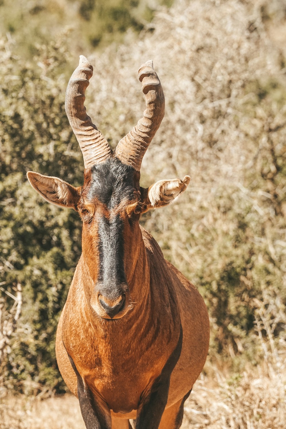 une antilope debout dans un champ avec des arbres en arrière-plan