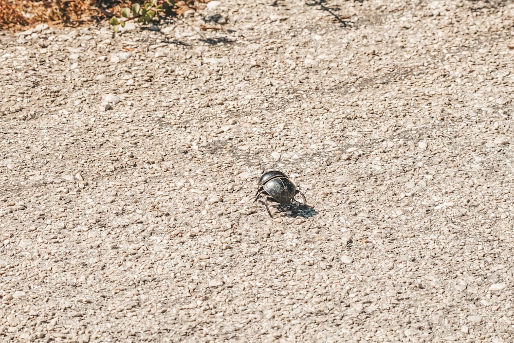 un petit oiseau debout au sommet d’un sol sablonneux