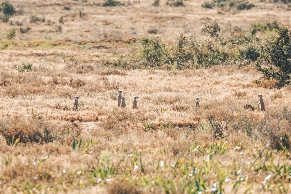 um rebanho de girafa em cima de um campo de grama seca