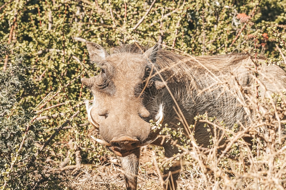 Ein Warzenschwein steht in einem buschigen Bereich