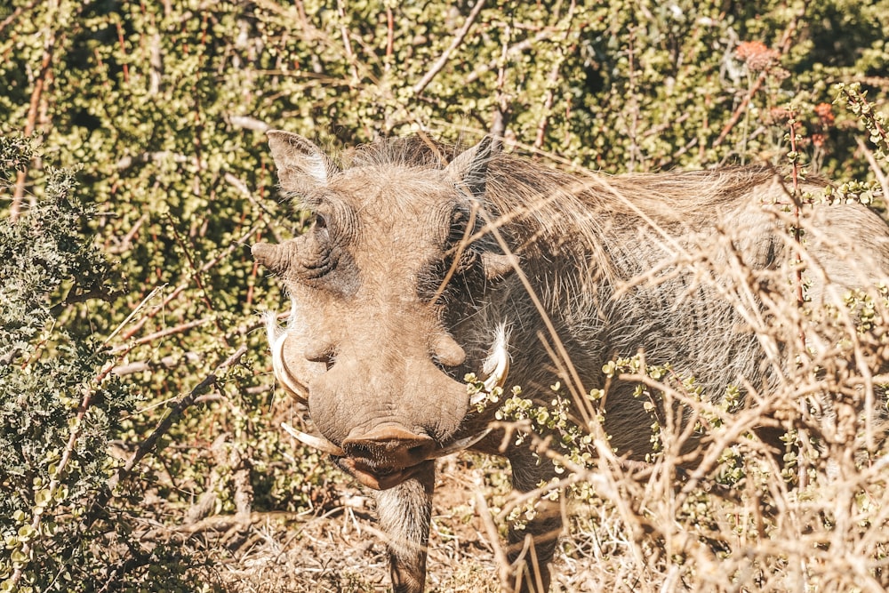 um javali está de pé em uma área arbustiva