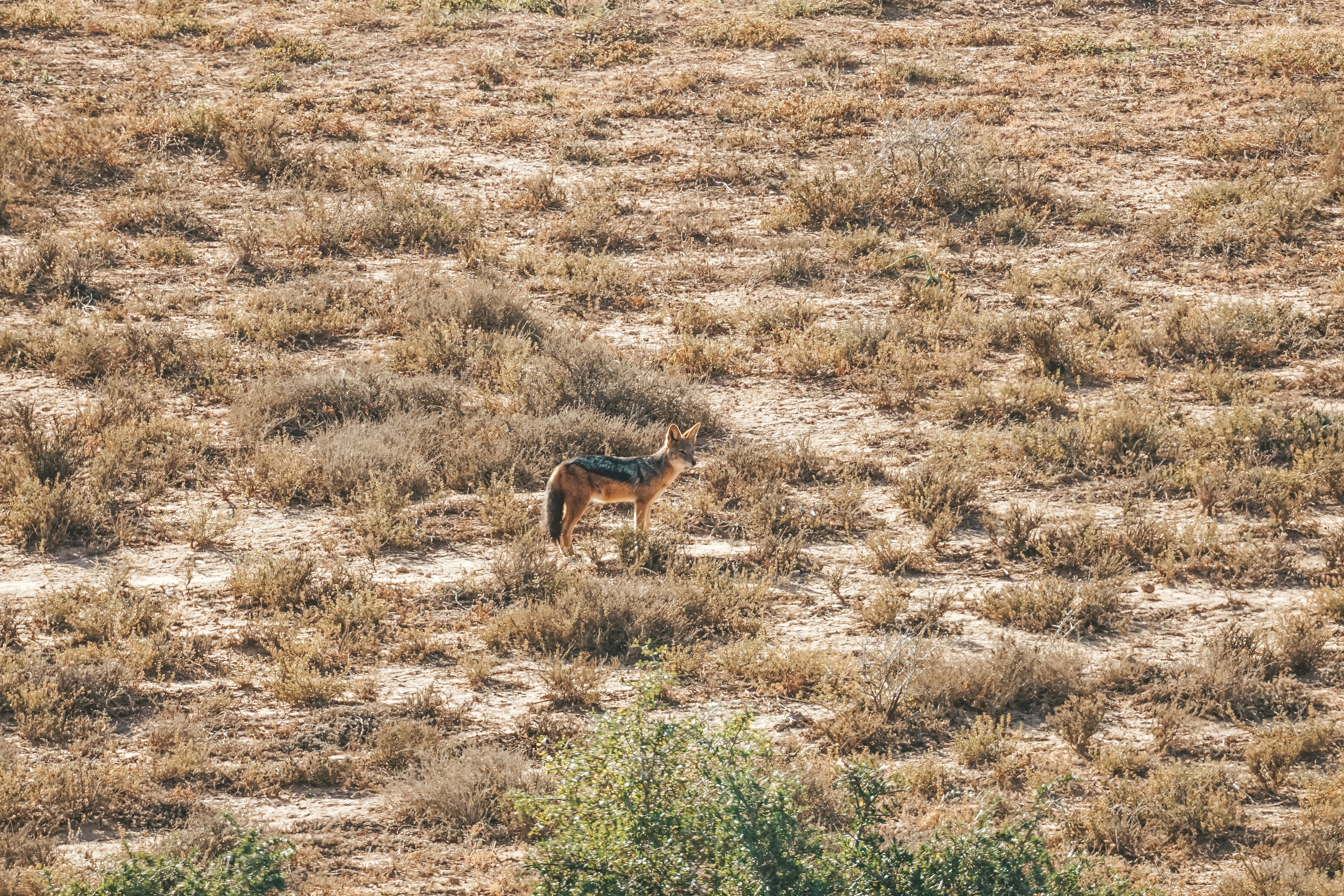 a small animal standing on top of a dry grass field
