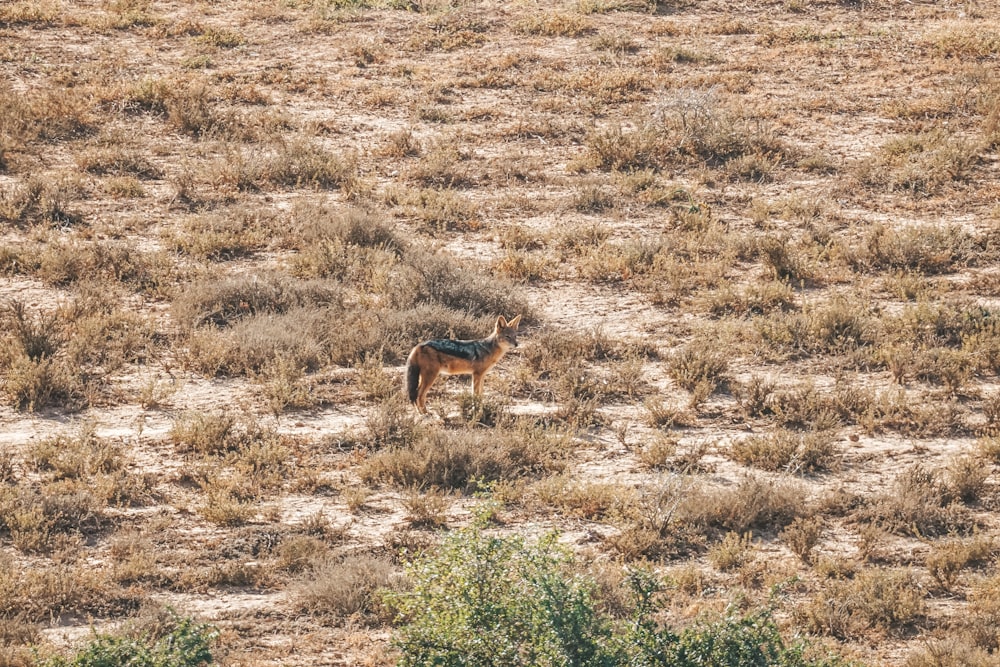 un petit animal debout au sommet d’un champ d’herbe sèche