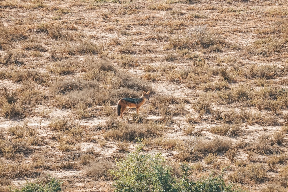 a small animal standing on top of a dry grass field