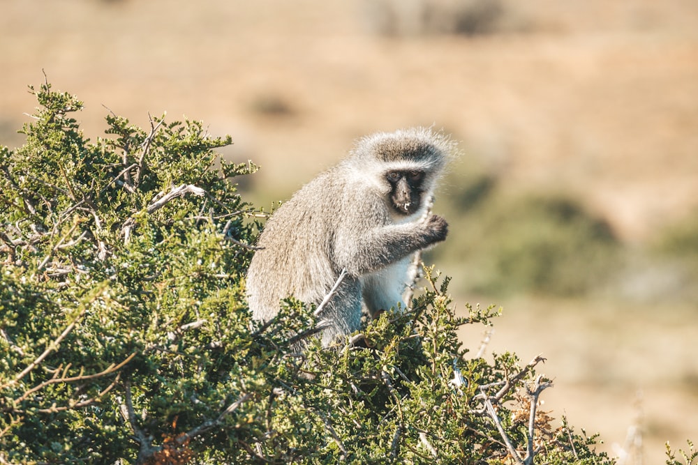 Un singe assis au sommet d’une branche d’arbre