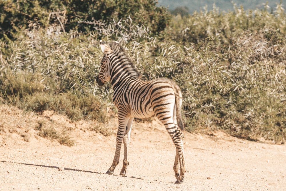 a baby zebra standing on a dirt road