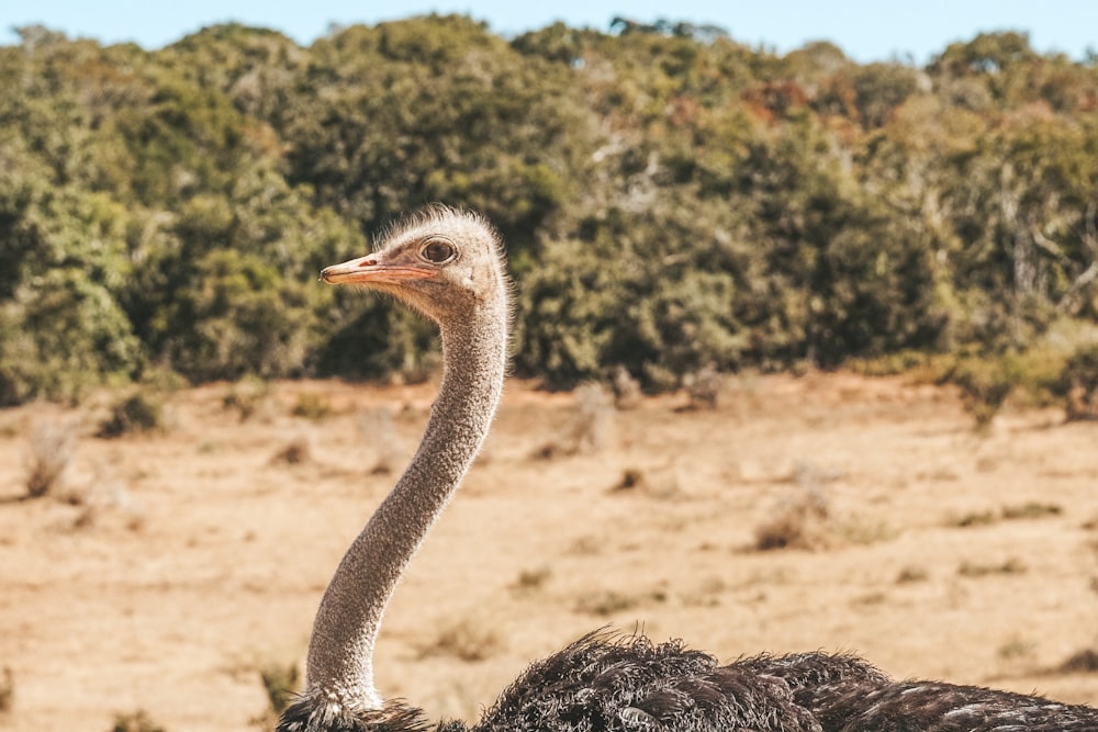 an ostrich standing in front of some trees