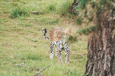 A leopard stands alert in a grassy area, partially obscured by a tree in the foreground. The animal's distinctive spotted coat is visible against the lush, green landscape.