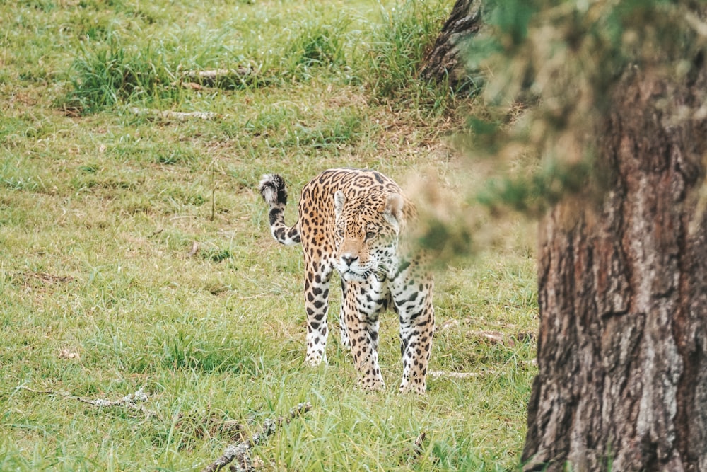 a small leopard walking through a lush green field