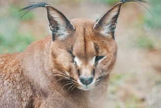 A close-up of a caracal, a wild cat with distinctive long black tufts on its ears and a reddish-brown coat. The animal's face is prominently featured, showcasing its striking dark-lined eyes and subtle nose markings. The background is blurred, with natural earth tones and hints of green.