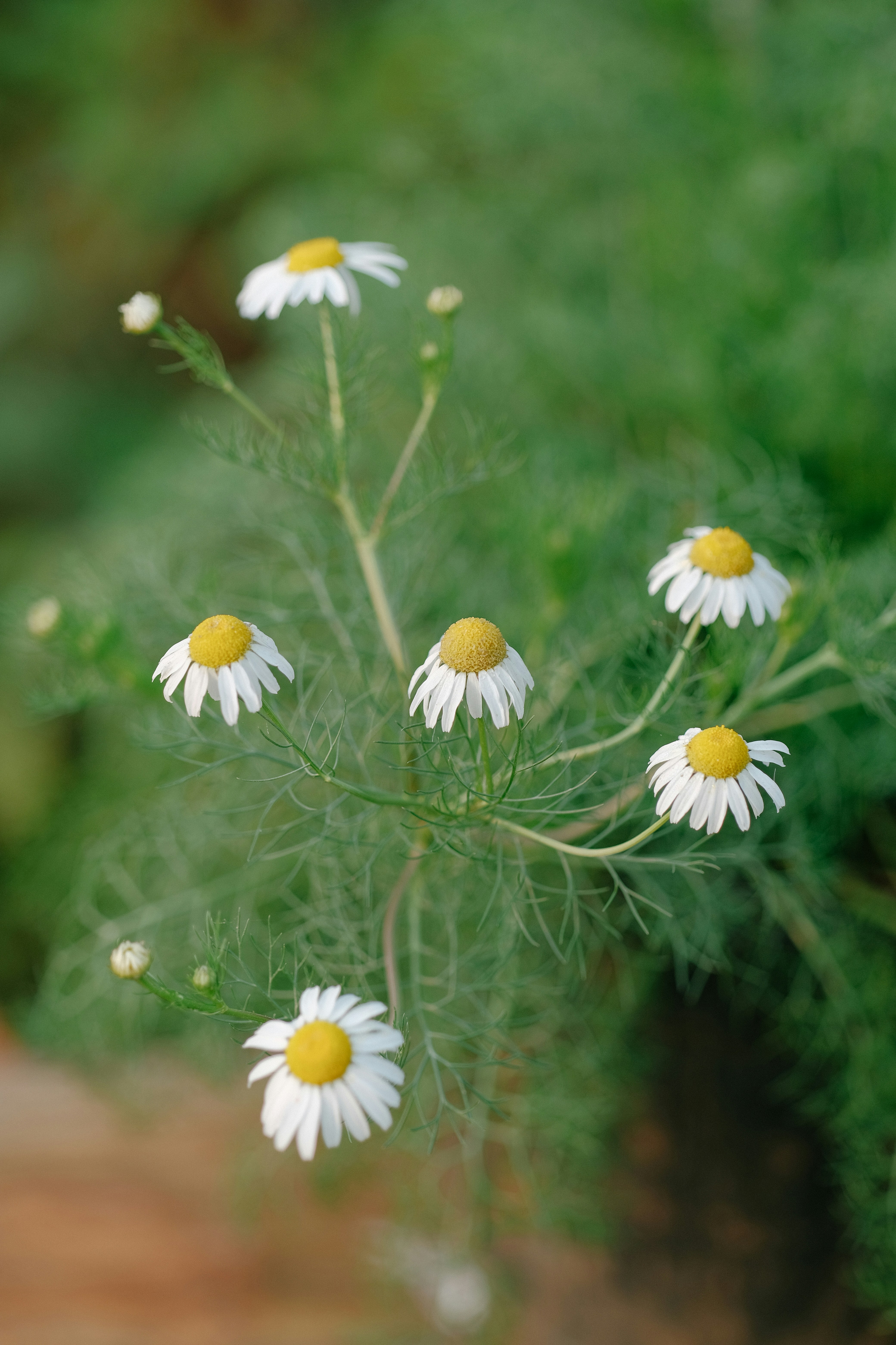 Photo by nguyentrungnguyen