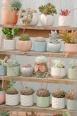 Succulent plants in small ceramic pots lined up on a wooden shelf.