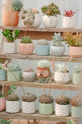 Succulent plants in small ceramic pots lined up on a wooden shelf.