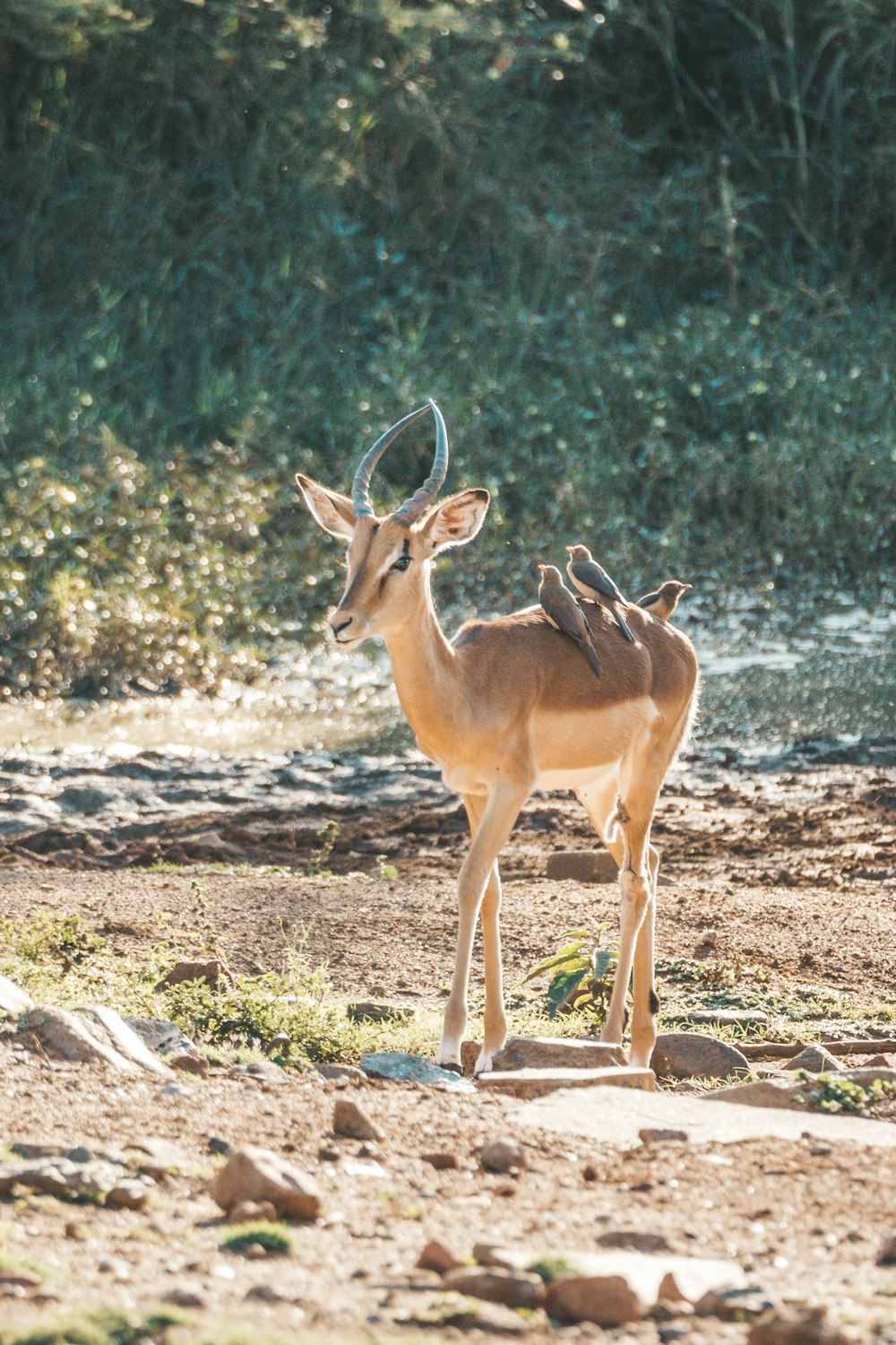 a couple of deer standing on top of a dirt field