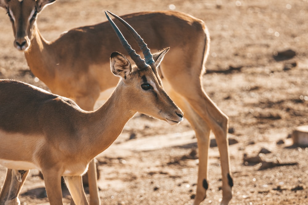 a couple of animals that are standing in the dirt