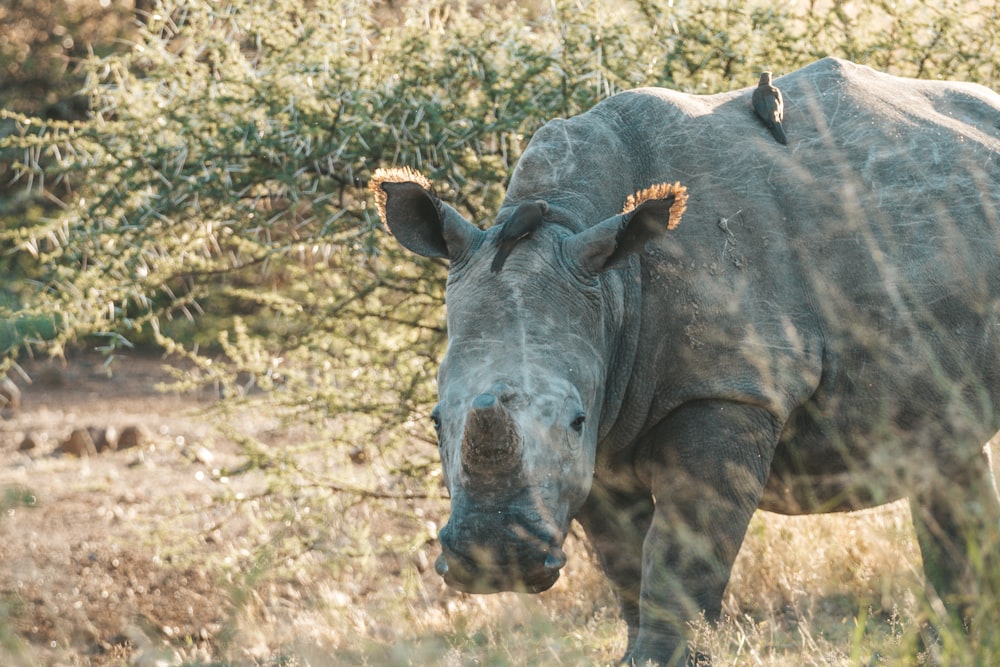 a rhino standing in a field next to a tree