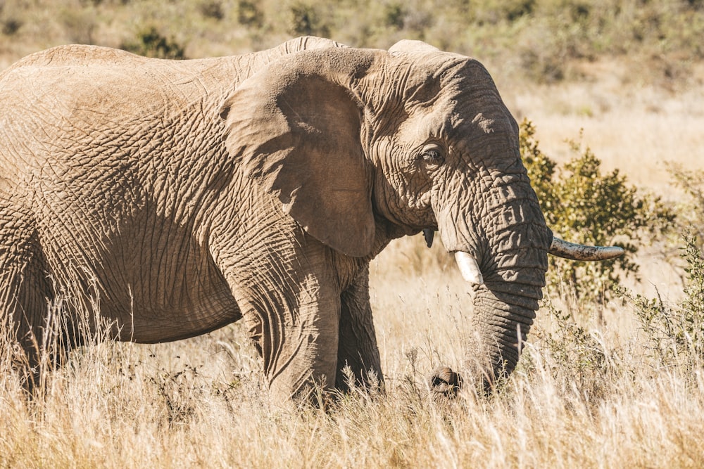 a large elephant standing in a dry grass field