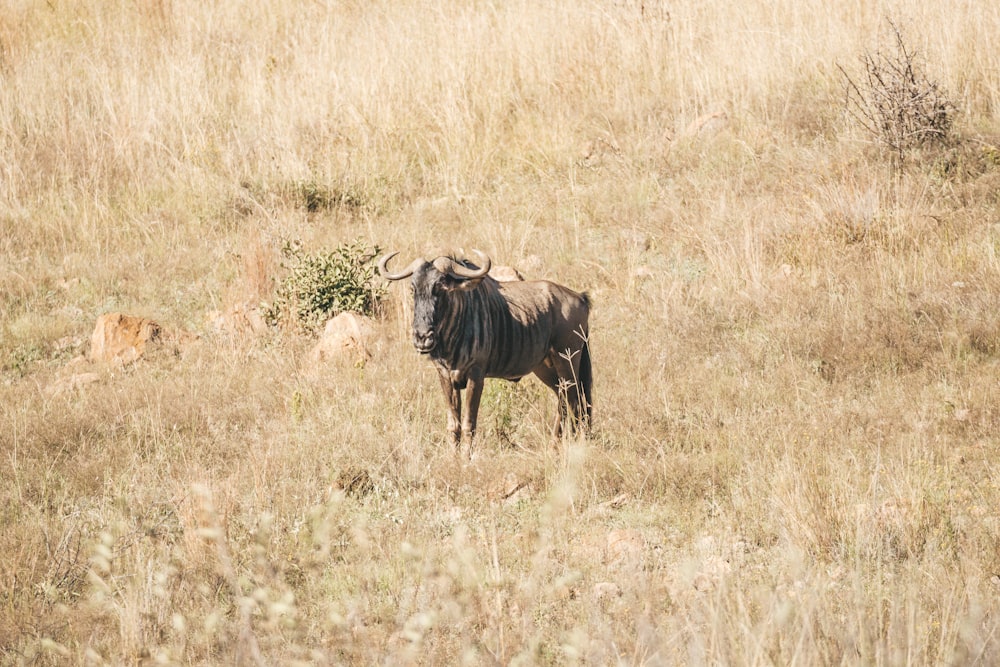a bull standing in a field of dry grass