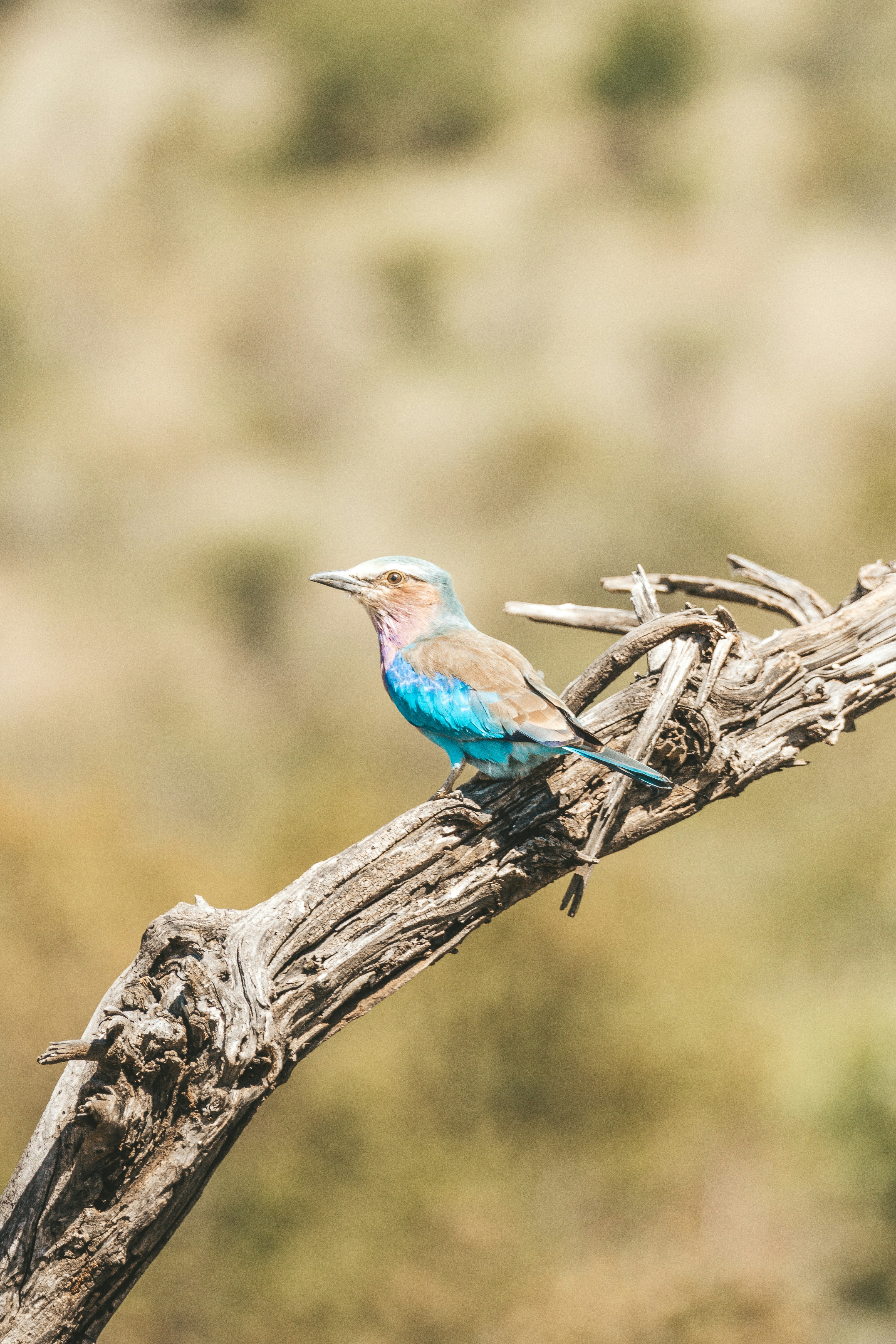 Photo by filizelaerts