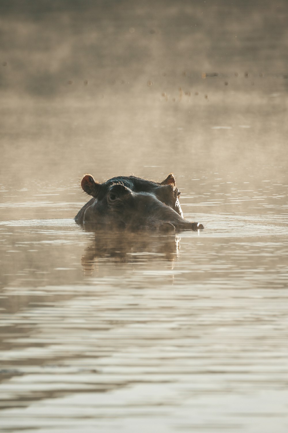 a hippopotamus swimming in a body of water