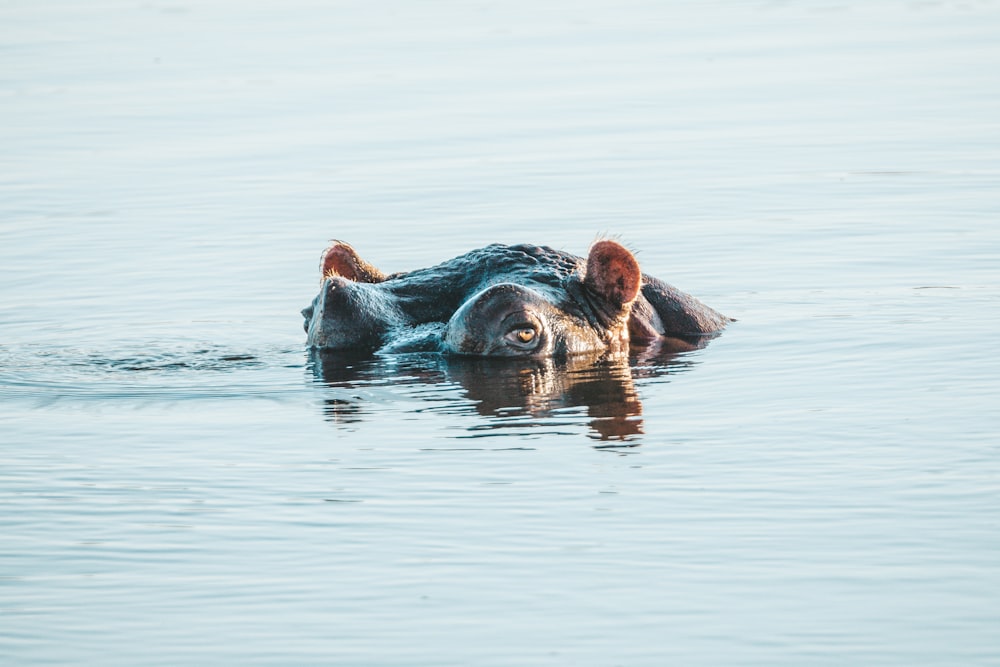 a hippopotamus swimming in a body of water