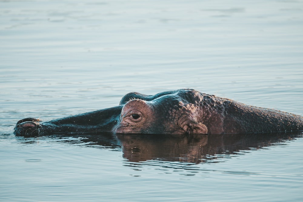 a hippopotamus submerged in a body of water