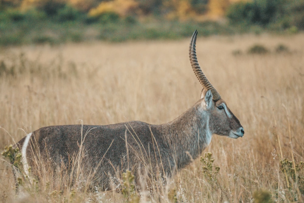 an antelope standing in a field of tall grass