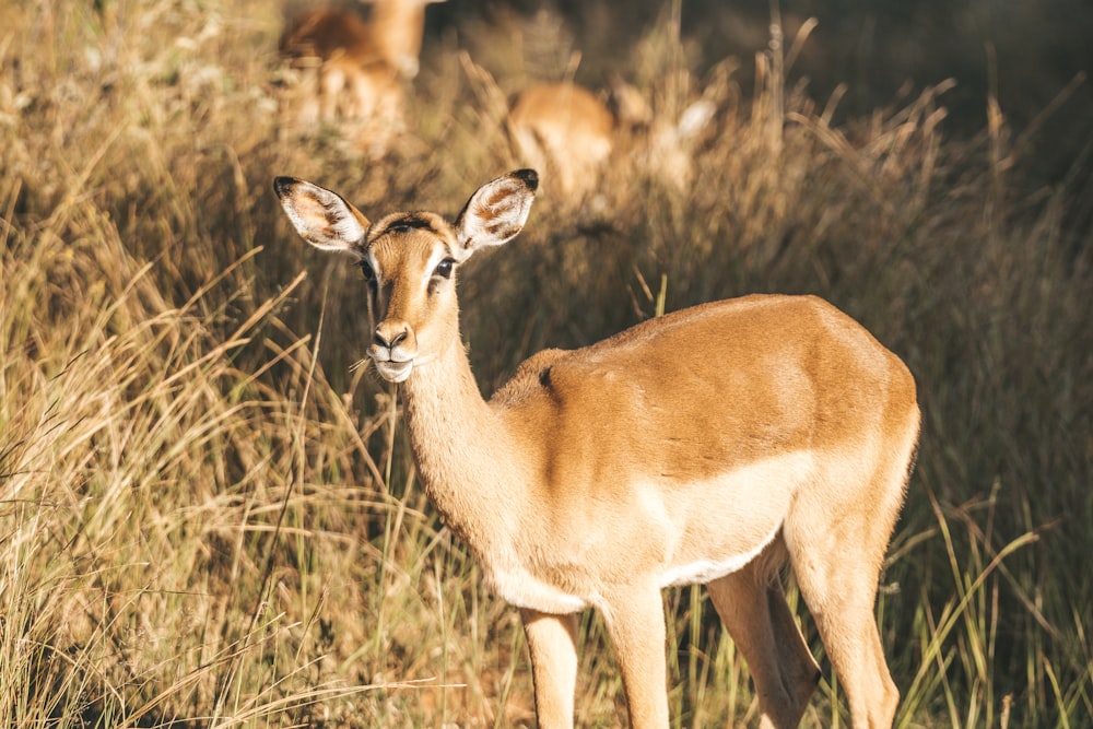 a small deer standing in a field of tall grass